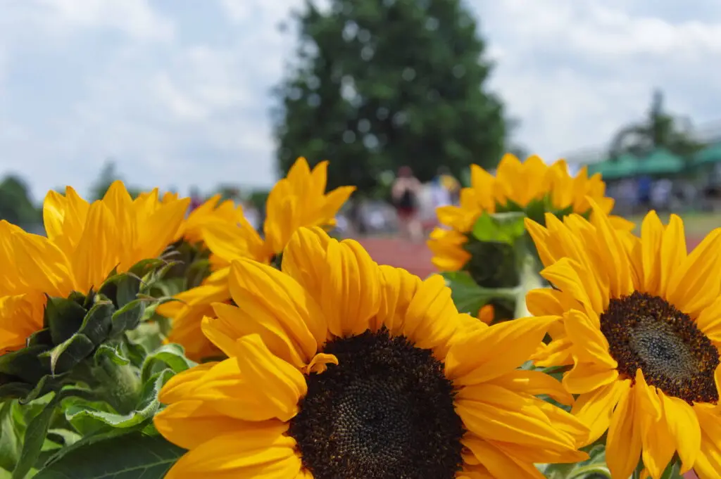 sonnenblumen
